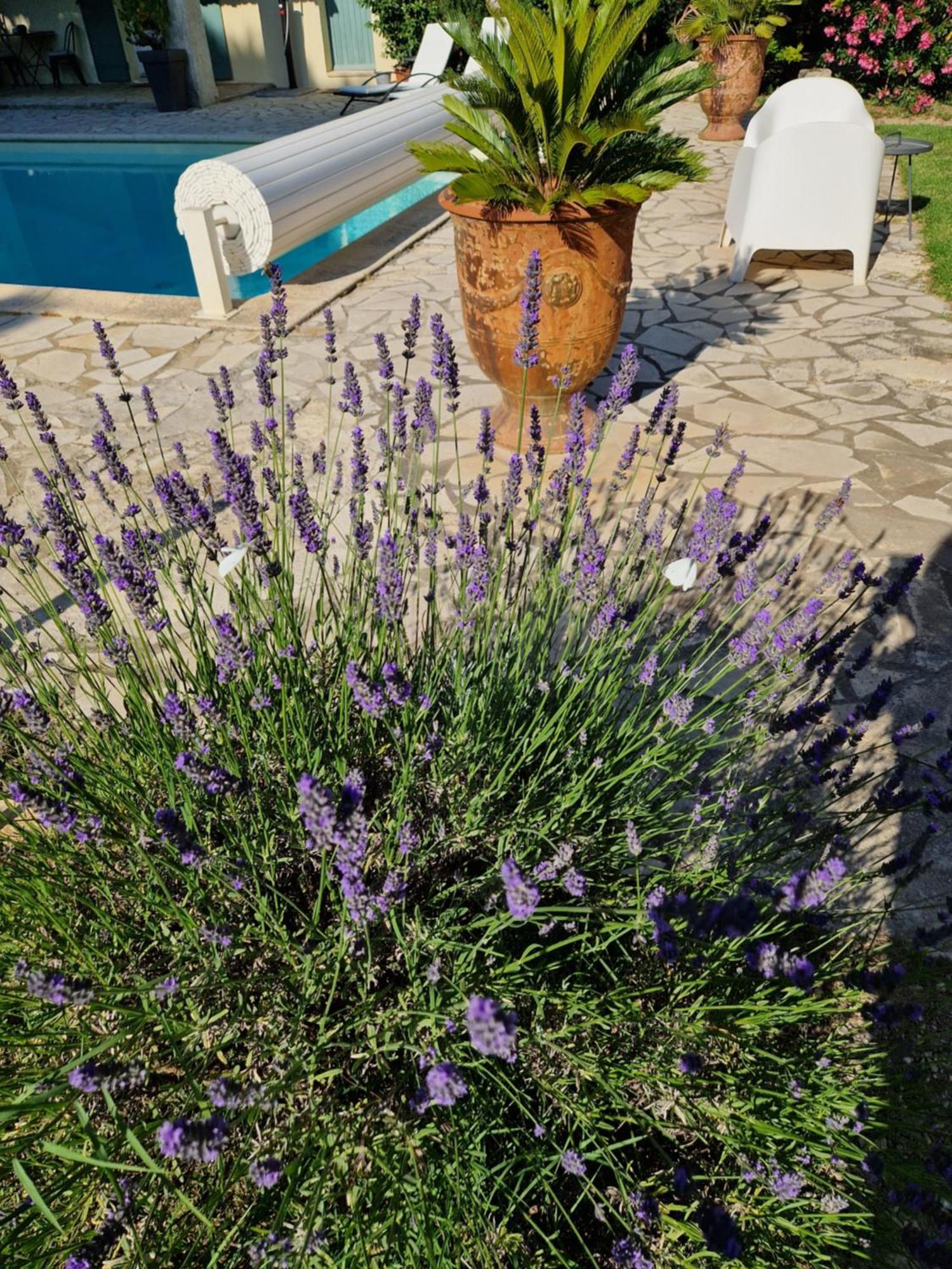 Mas Armelin Bed and Breakfast Tarascon Εξωτερικό φωτογραφία